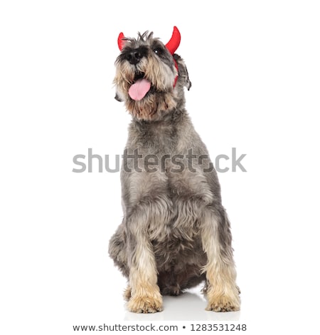 Foto stock: Funny Schnauzer Wearing Red Devil Horns Looks Up To Side