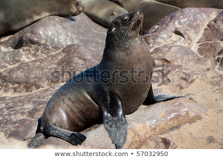 ストックフォト: Brown Fur Seals Arctocephalus Pusillus On Cape Cross Namibia Africa