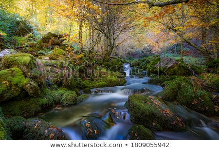 Stockfoto: Creek