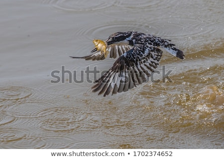 Stock photo: Pied Kingfisher