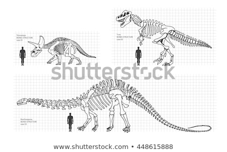 Foto d'archivio: Dinosaurs Trex Skeleton