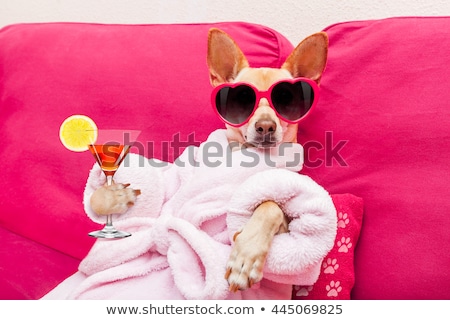 Zdjęcia stock: Drunk Cocktail Dogs