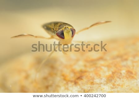 Foto stock: Water Boatman