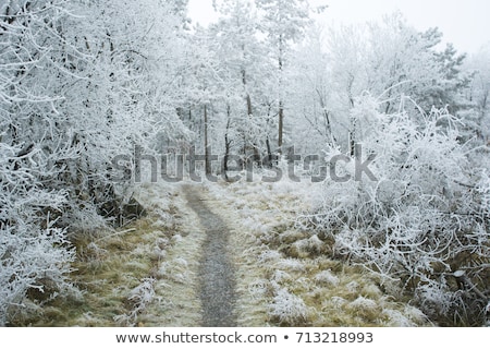 Stock photo: Moss In Ice