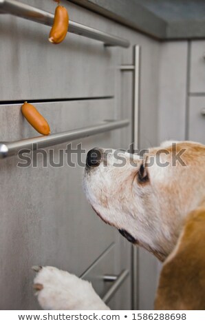 Stock photo: Dog Thieves