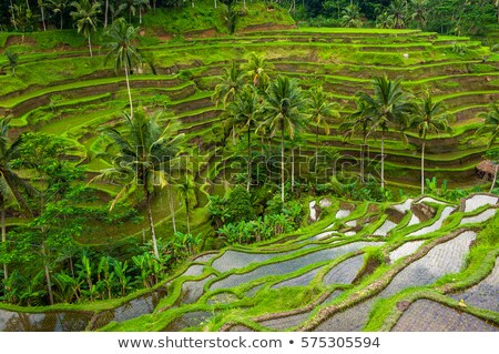 Stock photo: Balinese Rice Terraces