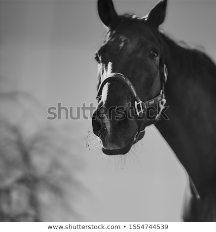 Zdjęcia stock: Horses