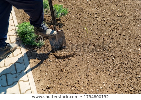 Zdjęcia stock: Gardening - Man Digging The Garden Soil With A Spud