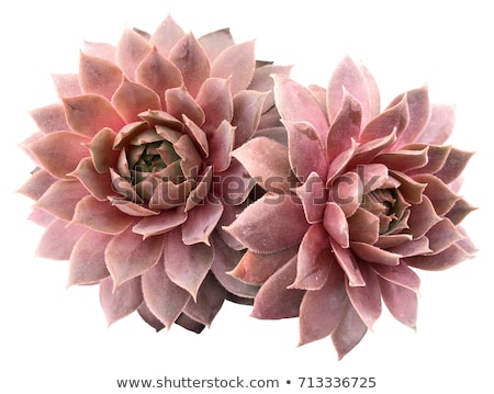 Stock fotó: Closeup Image Of Beautiful Pink Cactus Flower On Green Background