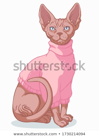 ストックフォト: Dressed Sphynx Hairless Cat