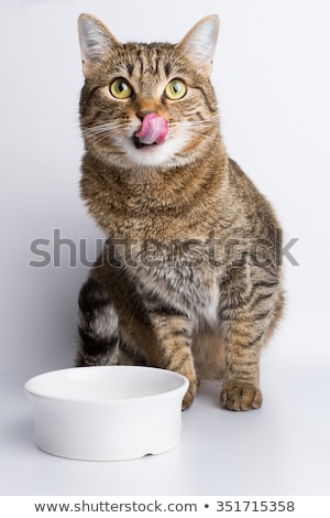 Stock foto: Cat Eating Piece Of Meat