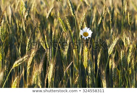 [[stock_photo]]: Green Wheat Head In Cultivated Agricultural Field