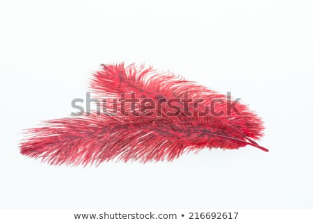Red Ostrich Feather Stockfoto © Calvste