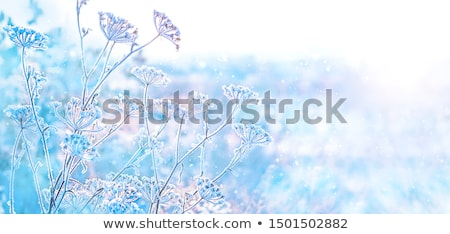 [[stock_photo]]: Icy Leaf Of Plant In The Field