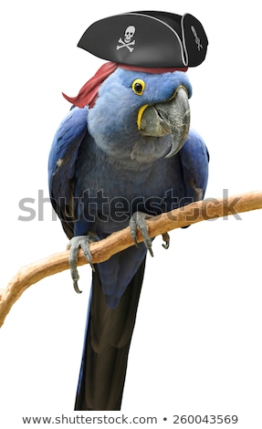 Foto d'archivio: Parrot The Pirate