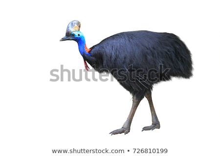 Stock fotó: Cute Ostrich Standing On White Background