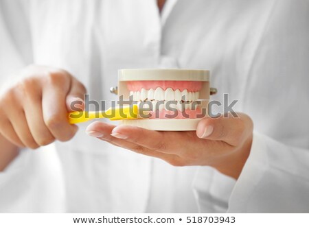 Stock fotó: Dentist With Dental Jaw Model And Toothbrush