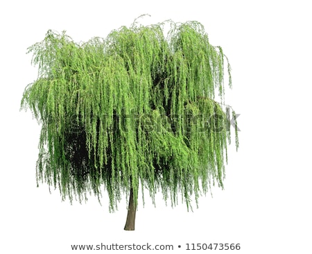 Stock foto: Weeping Willow On White