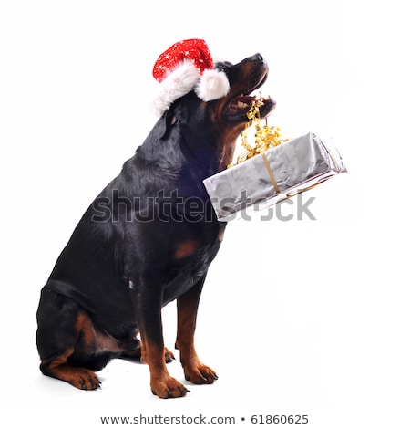 Rottweiler Gift And Woman Сток-фото © cynoclub