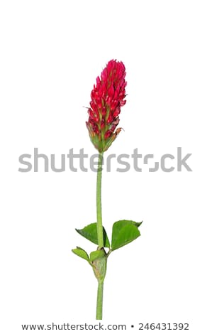 Foto stock: Revo · carmesim · Trifolium · Incarnatum · Fabaceae