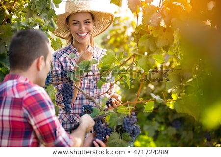 Stock photo: Woman Picking Grapes