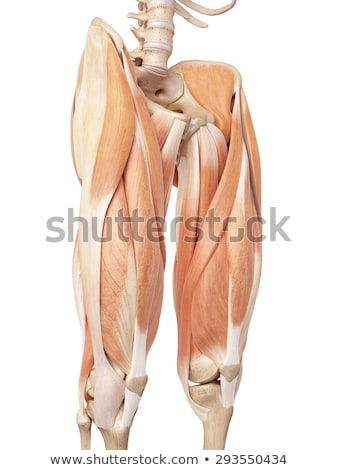 Stockfoto: 3d Rendered Illustration - Upper Leg Muscles