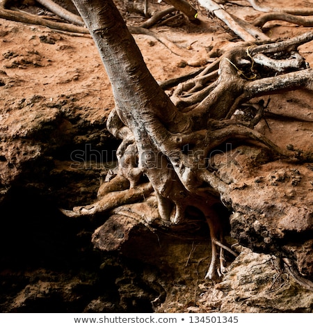 Stock foto: Roots Of Tree Growing Inside Cave Of Tropical Rainforest