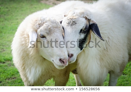 Stock fotó: Sheep Couple