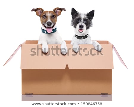 Stock photo: Two Mail Dogs