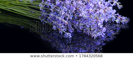 Stock photo: Wild Lavender