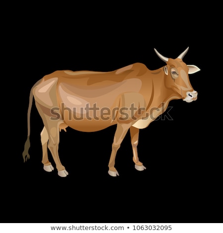 Сток-фото: Portrait Of Indian Cows Isolated