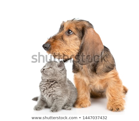 商業照片: Wired Hair Dachshund Portrait A In Studio