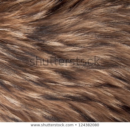 Foto stock: Raccoon With Brown Fur