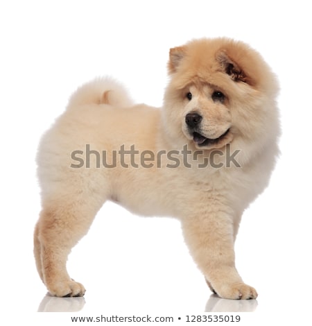 [[stock_photo]]: Side View Of Adorable Chow Chow Lookng Behind While Panting