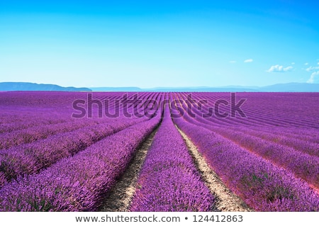 Zdjęcia stock: Lavender Cultivated Field In Provence