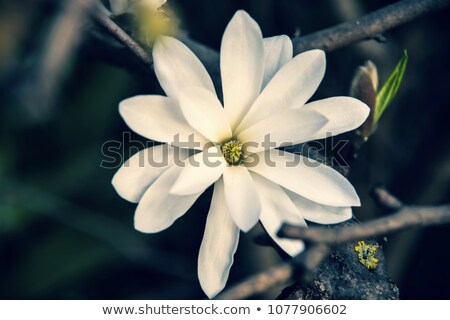 Zdjęcia stock: White Star Magnolia Flower In Bloom