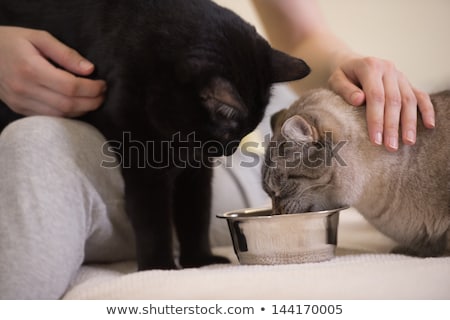 [[stock_photo]]: Unrecognizable Woman Feeding Her Black Cat At Home