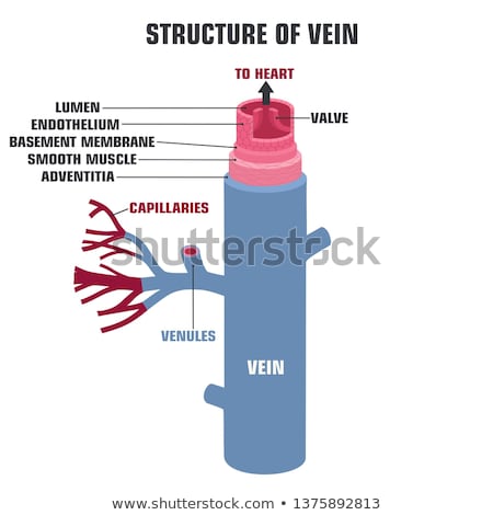 Zdjęcia stock: Blood In The Artery