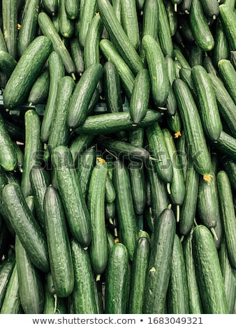 Foto stock: Cucumbers Harvest