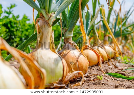 Stock fotó: Onion Cultivation