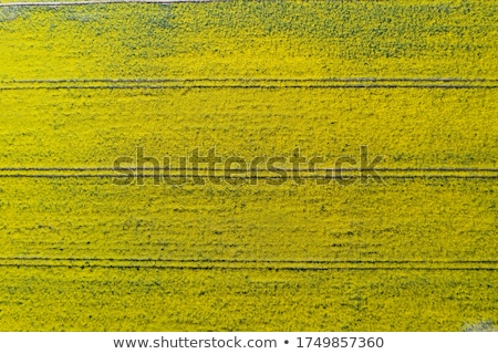 Foto stock: Aerial View Of Cultivated Rapeseed Field From Drone Pov