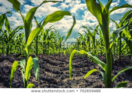 Stock photo: Field With Corn Stubbles And Plants