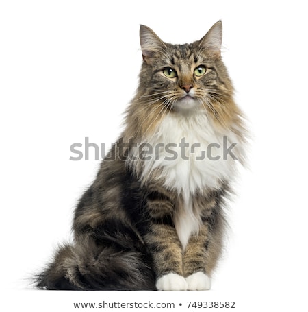 Stock fotó: White Norwegian Forest Cat