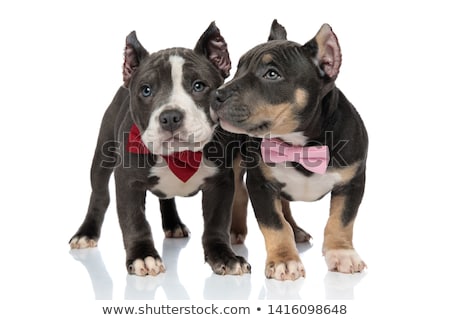 Stockfoto: Cute American Bully Puppies Kissing In Pink Background