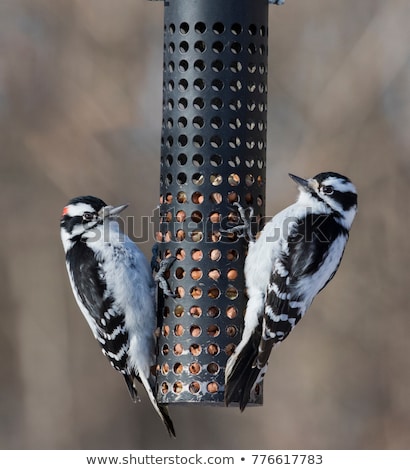 Foto stock: Female Downy Woodpecker