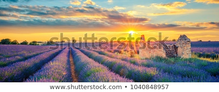 Stok fotoğraf: French Lavender Field