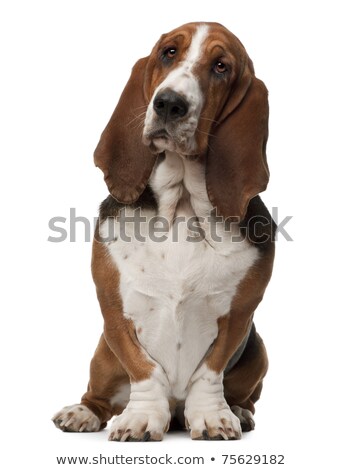 ストックフォト: Studio Shot Of Two Adorable Basset Hound