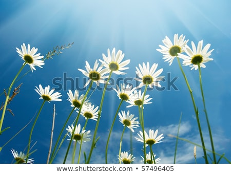 Foto d'archivio: Daisy Flower In Summer With Blue Sky