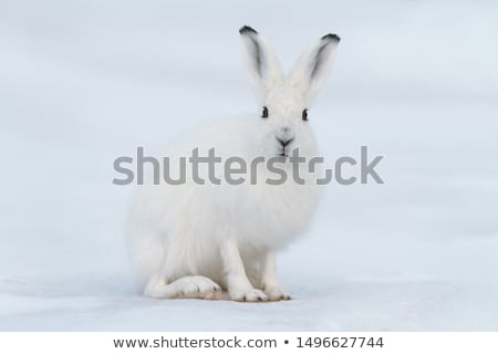 Stock photo: Arctic Hares