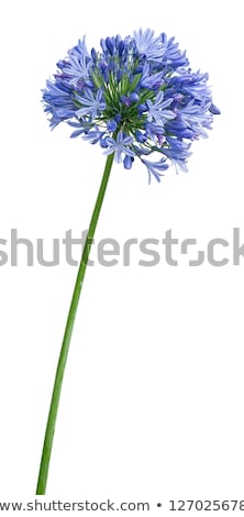 Stock photo: Blossoming Lily Of The Nile